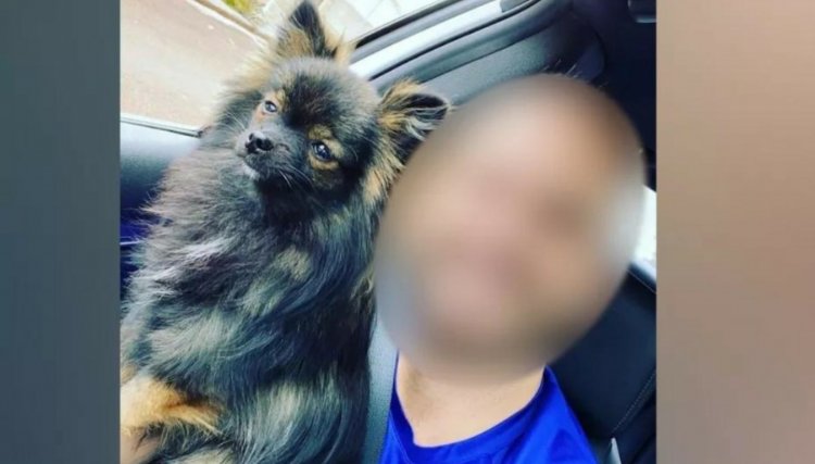 Médico suspeito de matar um filhote de cachorro está preso em Cascavel, veja o vídeo 