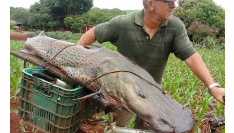  Peixe da espécie Pintado de mais de 40kg é fisgado em Guaíra