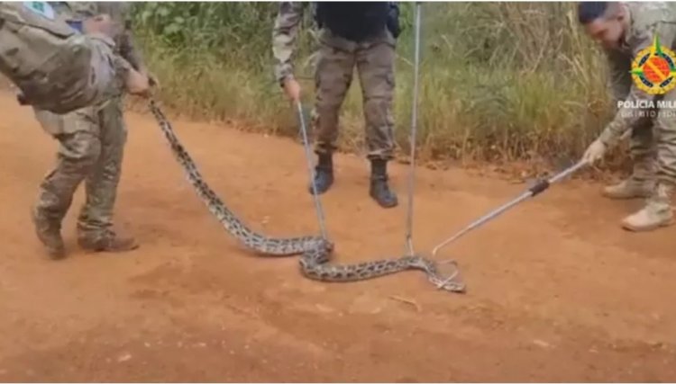 PM encontra cobra píton solta em mata após ser confundida com jiboia, no DF