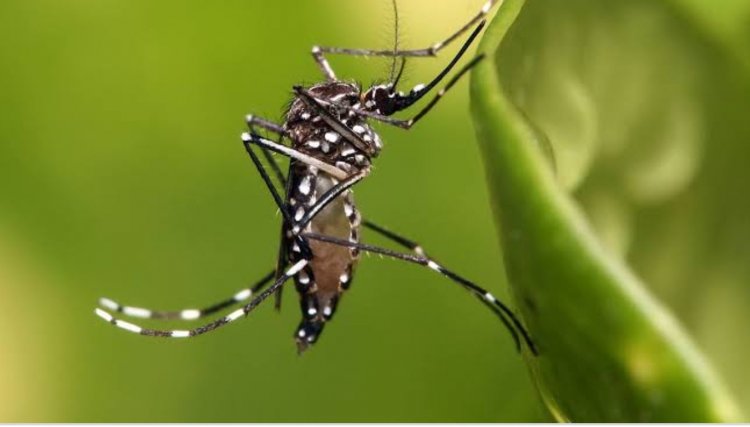 Casos de dengue em todo o país aumentam 95% em relação a 2021