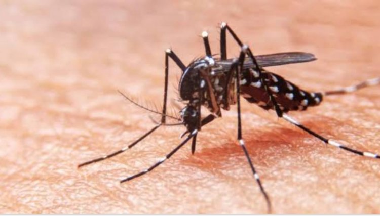 Mais de 100 mil casos de dengue no PR e oito novos óbitos, com destaque para a região Oeste 