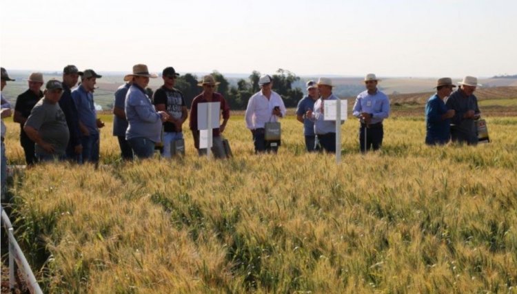 Dia de Campo da Copacol reúne produtores de trigo 
<br/>