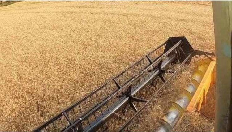 Produtividade do trigo no PR está dentro das expectativas dos produtores