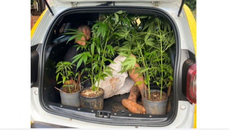 Homem é preso com seis pés de maconha no Paraná