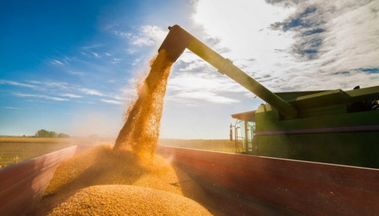 Com demanda crescente no mundo, PR deve produzir 19 milhões de toneladas de milho