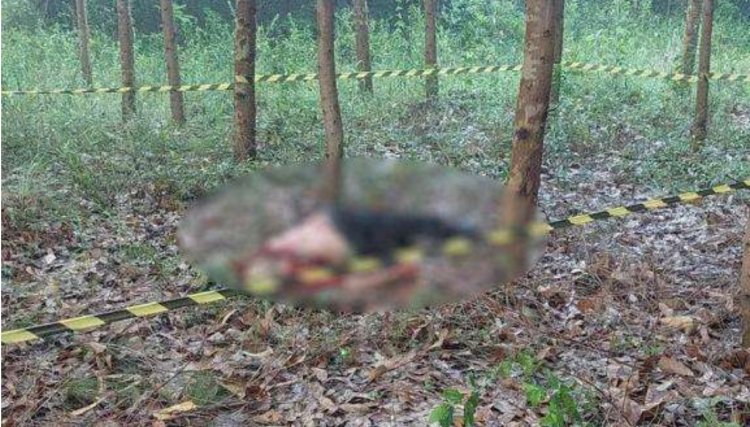 Pai e filho são encontrados mortos em meio a matagal no PR