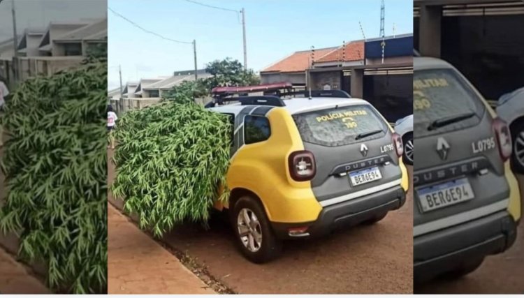 Dois pés de maconha gigantes são apreendidos pela PM