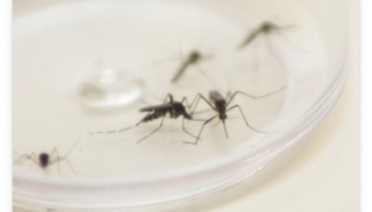 Saúde confirma envio emergencial de inseticida para combater o Aedes Aegypti