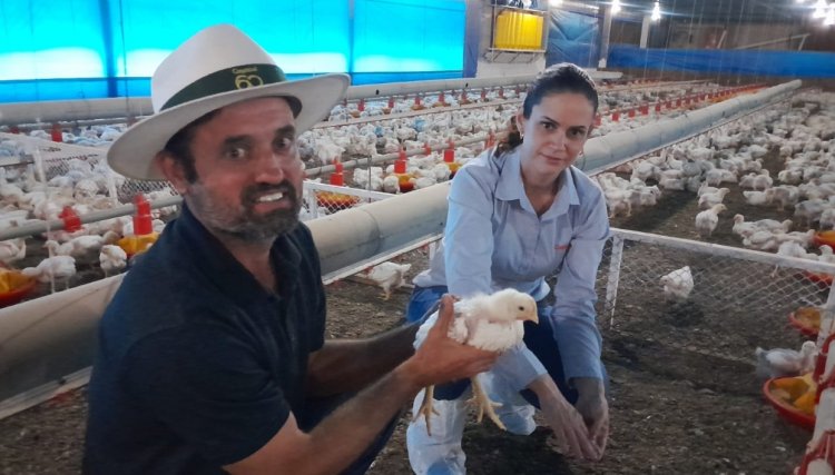 Avicultor da Copacol fecha com a expressiva marca de 499 pontos 