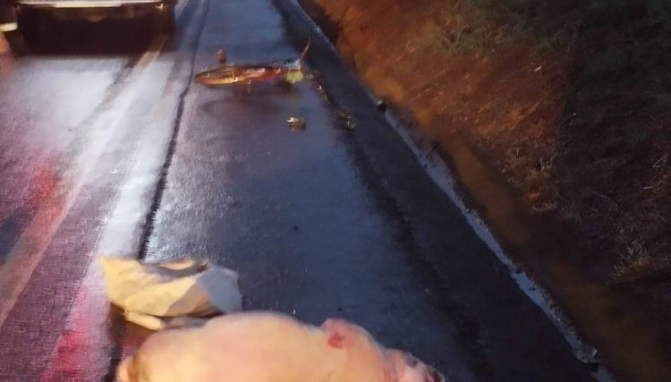 Ciclista com um porco na garupa é atropelado entre Cafelândia e Nova Aurora 