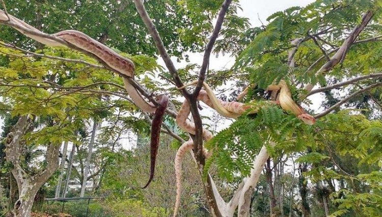 Serpentes tomam sol em árvores de parque no Paraná