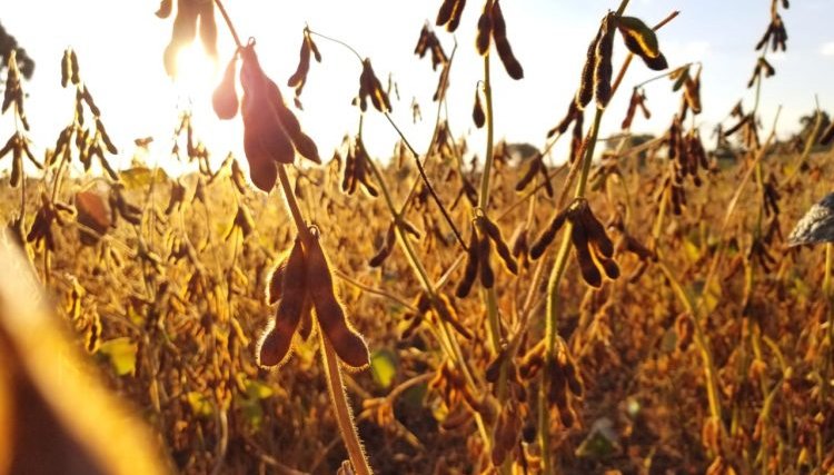 Atenção produtores rurais: La Niña vai influenciar a safra 2021-2022 e as chuvas serão inferiores