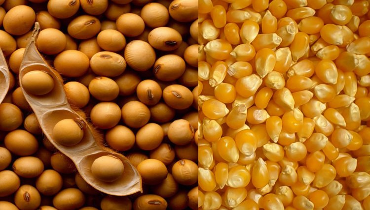 Discrepância de estimativas de safra preocupam agricultores de soja e milho da região Oeste