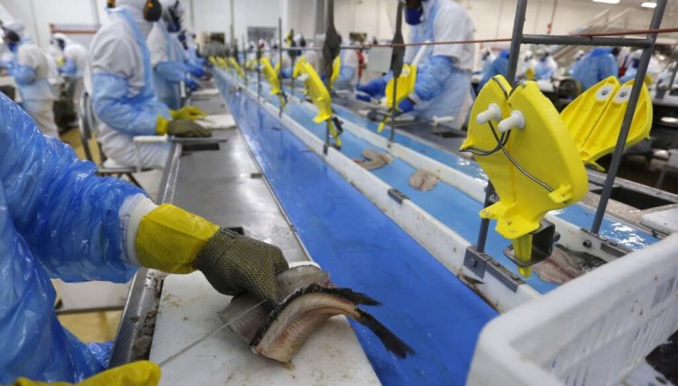 Exportações brasileiras de peixes crescem 78% em 2021