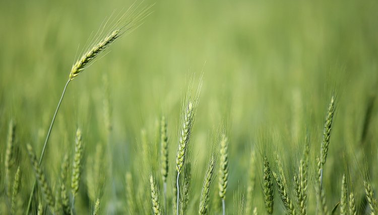 Baixas temperaturas e geadas fracas não provocaram perdas expressivas na agricultura