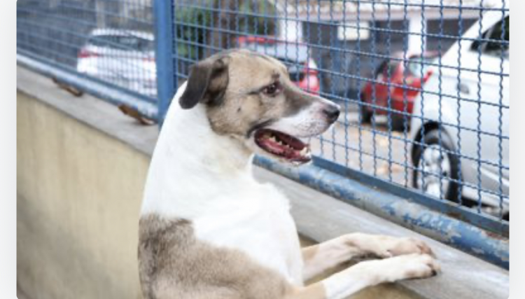 Fogos podem perturbar os pets; veja dicas que podem ajudar