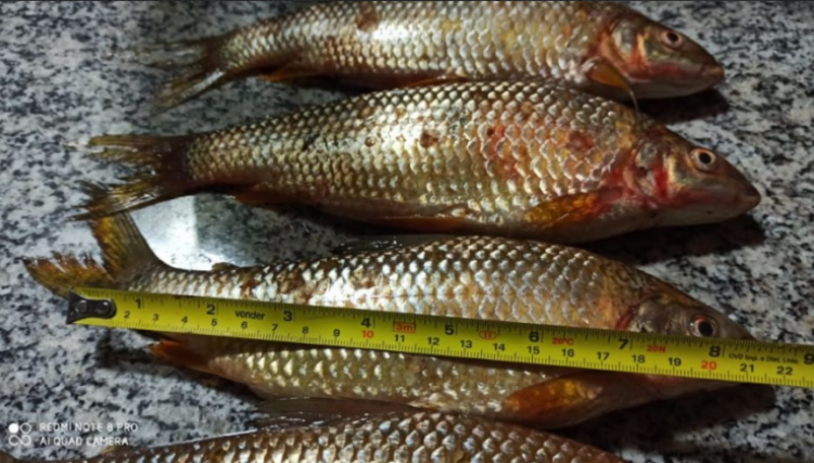 Dois pescadores são detidos e pagam fiança de R$ 6,6 mil