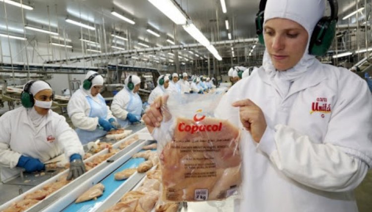 Brasil tem a capacidade para alimentar 396 milhões de pessoas com frango no mundo