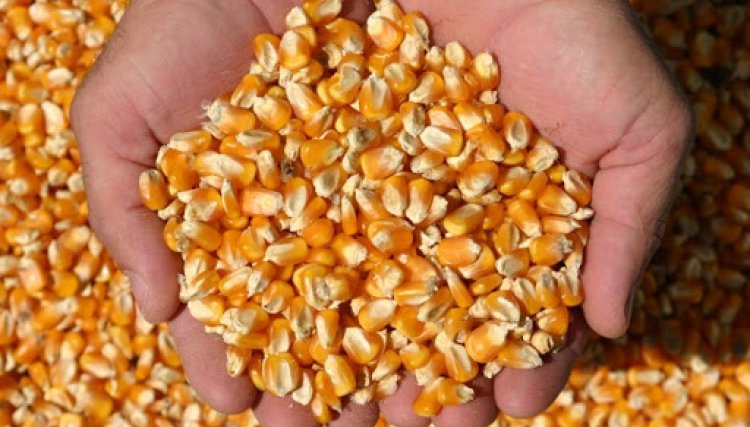 Recorde do preço do milho afetam a produção de rações no Brasil 