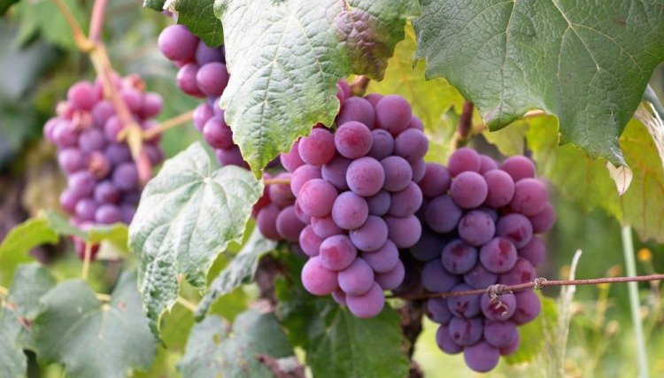Uva para suco e vinho ficará mais cara a partir de janeiro