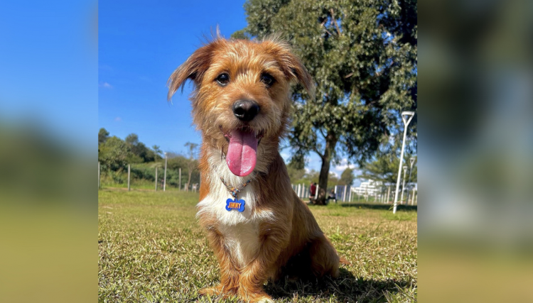 Conheça Jimmy o cachorrinho que viralizou na internet 