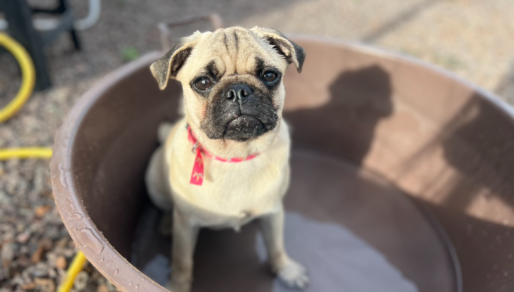 Com o alerta vermelho do Inmet, como proteger os pets em meio à onda de calor?