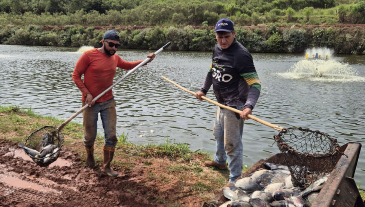 Piscicultor perde 25 toneladas de til&aacute;pia ap&oacute;s queda de energia em comunidade de Nova Aurora, veja o video 
