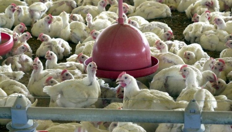 China sacrifica 17.828 aves após detectar vírus da gripe aviária