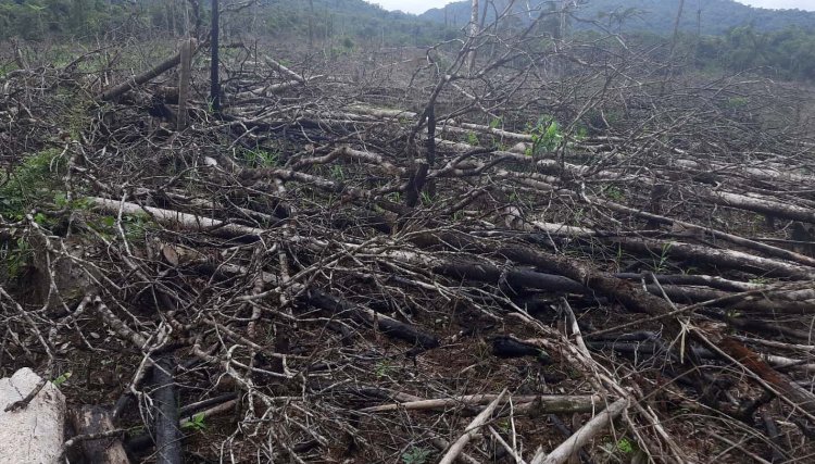 Homem é preso por desmatamento de 7 hectares no Paraná
