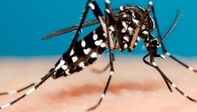 Boletim da dengue soma 1.251 diagnósticos confirmados e 5 mortes no PR 